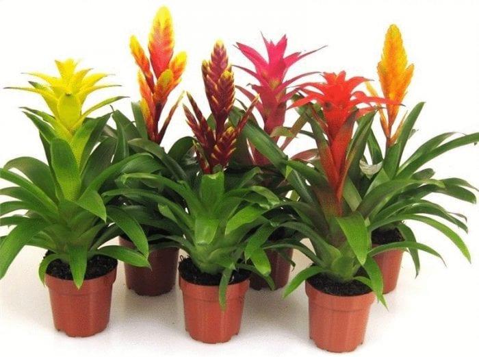 GUZMANIA